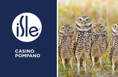 Isle Casino Developers In Hot Water Over Owl Relocation